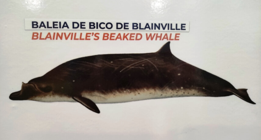 Baleia de Bico de Blainville - Tipos de Baleias na Ilha da Madeira 